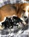 Beagles puppies For Sale. - Sale