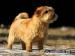 Norfolk Terrier - Predaj