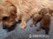 Norfolk Terrier - Prodej
