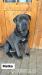 Predám šteňatá Cane Corso - Predaj