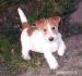 Romulus a Remus - Jack Russell teriéři s PP - Prodej