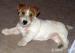 Romulus a Remus - Jack Russell teriéři s PP - Prodej