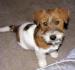 Romulus a Remus - Jack Russell teriéři s PP - Prodej