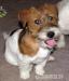 Romulus a Remus - Jack Russell teriéři s PP - Prodej