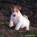 Romulus a Remus - Jack Russell teriéři s PP - Prodej
