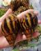 Riesige Achatina-Landschnecken - Verkauf