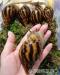 Riesige Achatina-Landschnecken - Verkauf