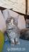 Maine Coon kotka. - Sprzedaż