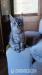 Maine Coon kocur - Sprzedaż
