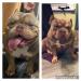 American Bully Puppies - Sale