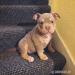 American Bully Puppies - Sale