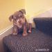 American Bully Puppies - Sale