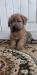 Norfolk Terrier - Prodej