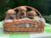 Norfolk Terrier - Prodej