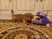 Norfolk Terrier - Prodej