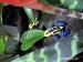 Dendrobates tinctorius nominat - Prodej