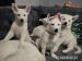 Sprzedam szczeniaki - Sprzedaż