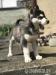 Štěně sibiřský husky - Prodej