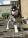 Štěně sibiřský husky - Prodej