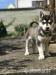 Štěně sibiřský husky - Prodej