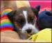 Jack Russell terier s PP - Prodej