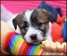 Jack Russell terier s PP - Prodej