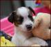 Jack Russell terier s PP - Prodej