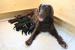Prodám štěně  - pejska Flat Coated Retriever s PP - Predaj