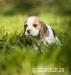 Beagle - štěňata s PP - Prodej