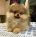 Pomeranian - Prodej