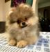 Pomeranian - Prodej