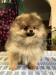 Pomeranian - Prodej