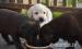 Štěňátka Labradora  - Prodej