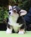 Predám šteniatka welsh corgi pembroke s PP - Prodej