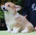 Predám šteniatka welsh corgi pembroke s PP - Prodej