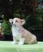 Predám šteniatka welsh corgi pembroke s PP - Prodej