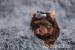 Yorkshire terrier s PP (rodokmeny) - Prodej