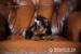 Yorkshire terrier s PP (rodokmeny) - Prodej