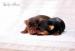 Yorkshire terrier s PP (rodokmeny) - Prodej