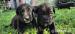 Štěňátka Cane Corso x Kavkazský pastevecký  - Prodej