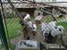 Holandská zakrslá koza - Prodej