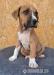 Americky staforsky terier,amstaff - Predaj