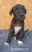 Americky staforsky terier,amstaff - Predaj