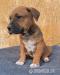 Americky staforsky terier,amstaff - Predaj