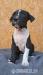Americky staforsky terier,amstaff - Predaj