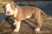 American Bully XL - Prodej