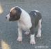 American Bully XL - Prodej