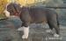 American Bully XL - Prodej