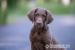 Chesapeake bay retriever s PP(jako hnědý labrador) - Prodej