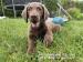Chesapeake bay retriever s PP(jako hnědý labrador) - Prodej